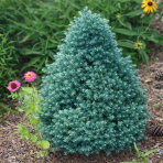 Cypruštek hrachonosný (Chamaecyparis pisifera) ´BABY BLUE ´ - výška 20-40 cm, kont. C5L